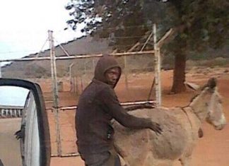 Man Caught Red Handed Having S3x with a Donkey
