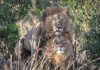 Gay Lions Spotted At Masai Mara