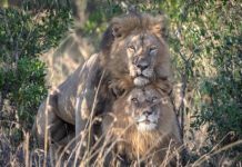 Gay Lions Spotted At Masai Mara