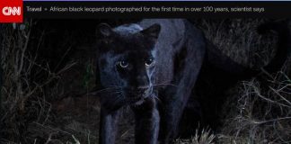 The Rare #BlackLeopard #BlackPanther captured by wildlife photographer Will Burrard-Lucas for the First time in 100 Years