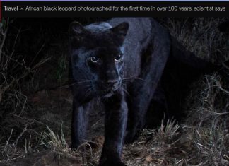 The Rare #BlackLeopard #BlackPanther captured by wildlife photographer Will Burrard-Lucas for the First time in 100 Years